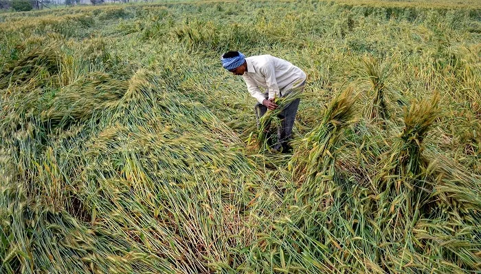 Farmer standing in a rain-damaged wheat field — PM Fasal Bima Yojana claim must be reported within 72 hours of crop loss